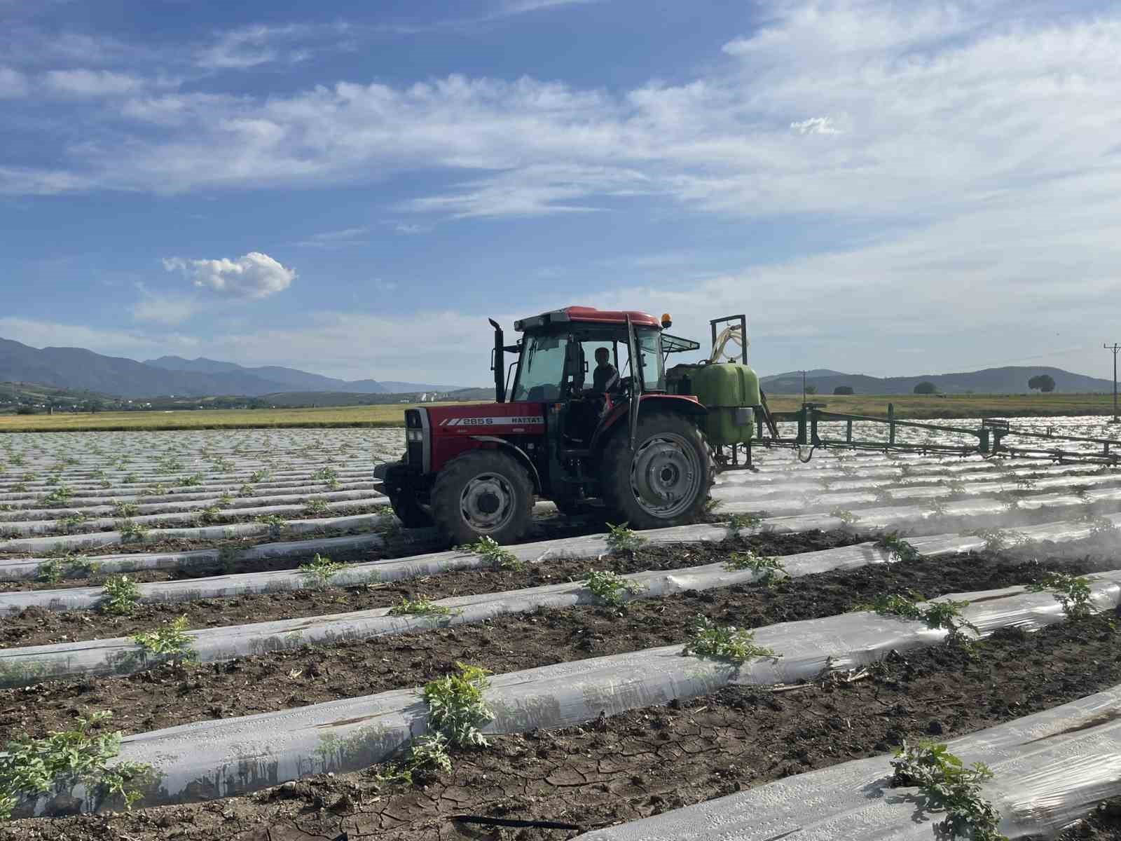 Hava sıcaklığını dengelemek isteyen çiftçi, malç naylonu kullanarak 200 dönüm araziye karpuz ekti
