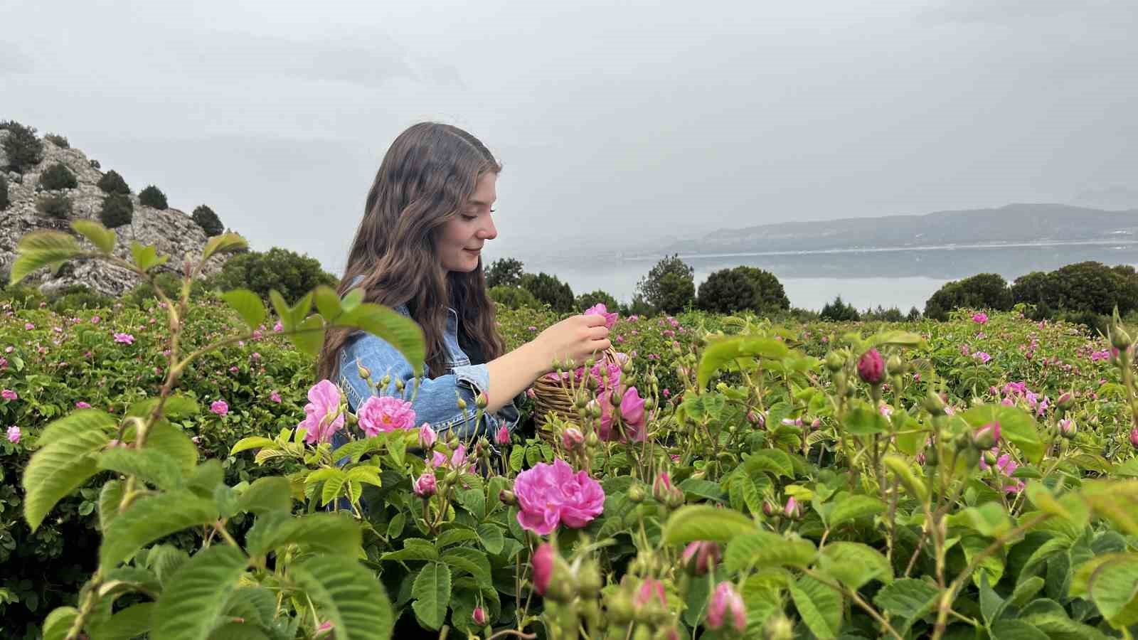 Mis kokulu bah&ccedil;elerle &ccedil;evrili &ldquo;G&uuml;l Yolu&rdquo; a&ccedil;ıldı
