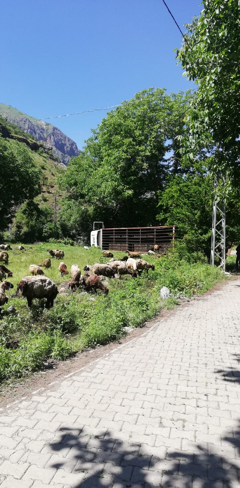 Hakkari&rsquo;de tır devrildi, onlarca koyun telef oldu
