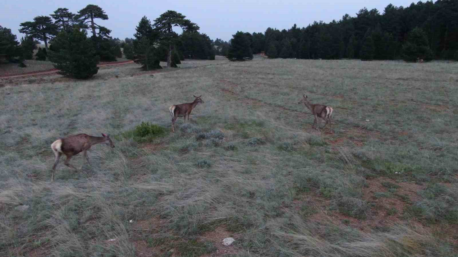 Salda G&ouml;l&uuml; kenarına 4 kızıl geyik daha bırakıldı
