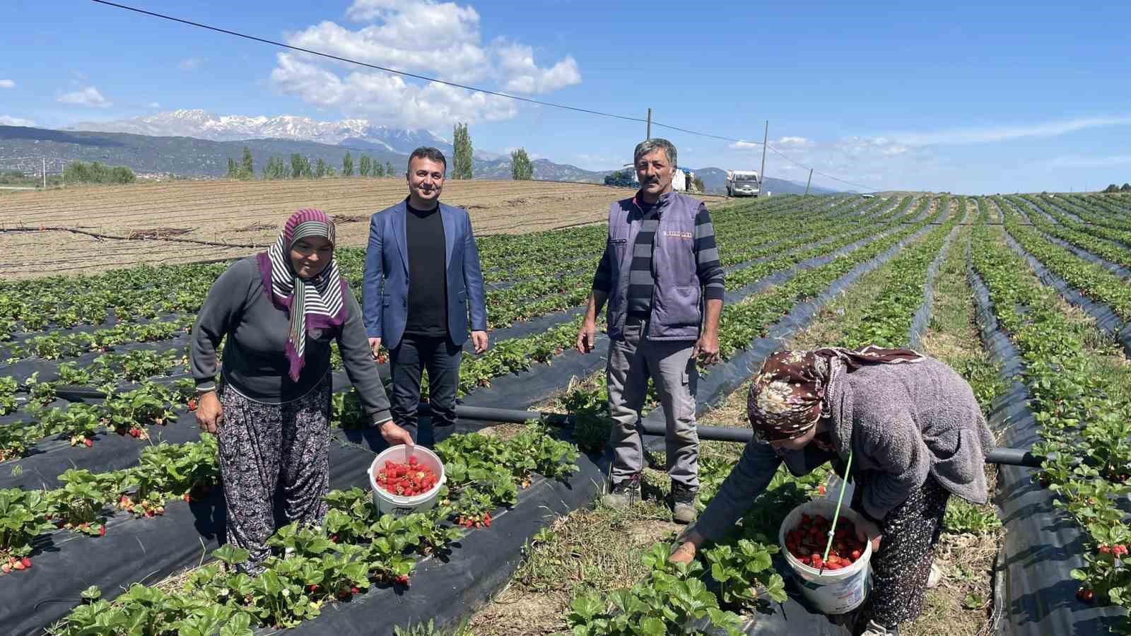 Beyşehir’de çilek bahçelerinde hasat mesaisi başladı 