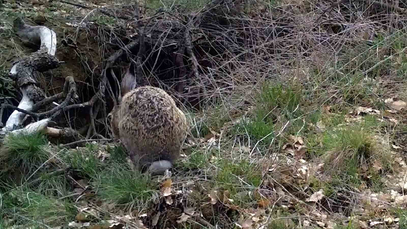 "Ormanların hayaleti" vaşak, bozkır topraklarında
