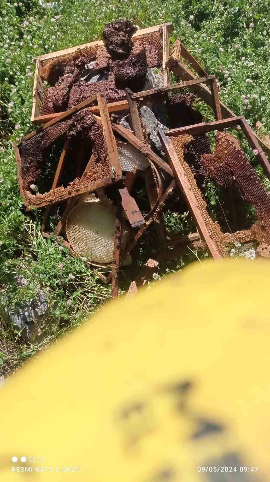Ayılar bir gecede &ccedil;ok sayıda arı kovanını kırdı, binlerce arı telef oldu
