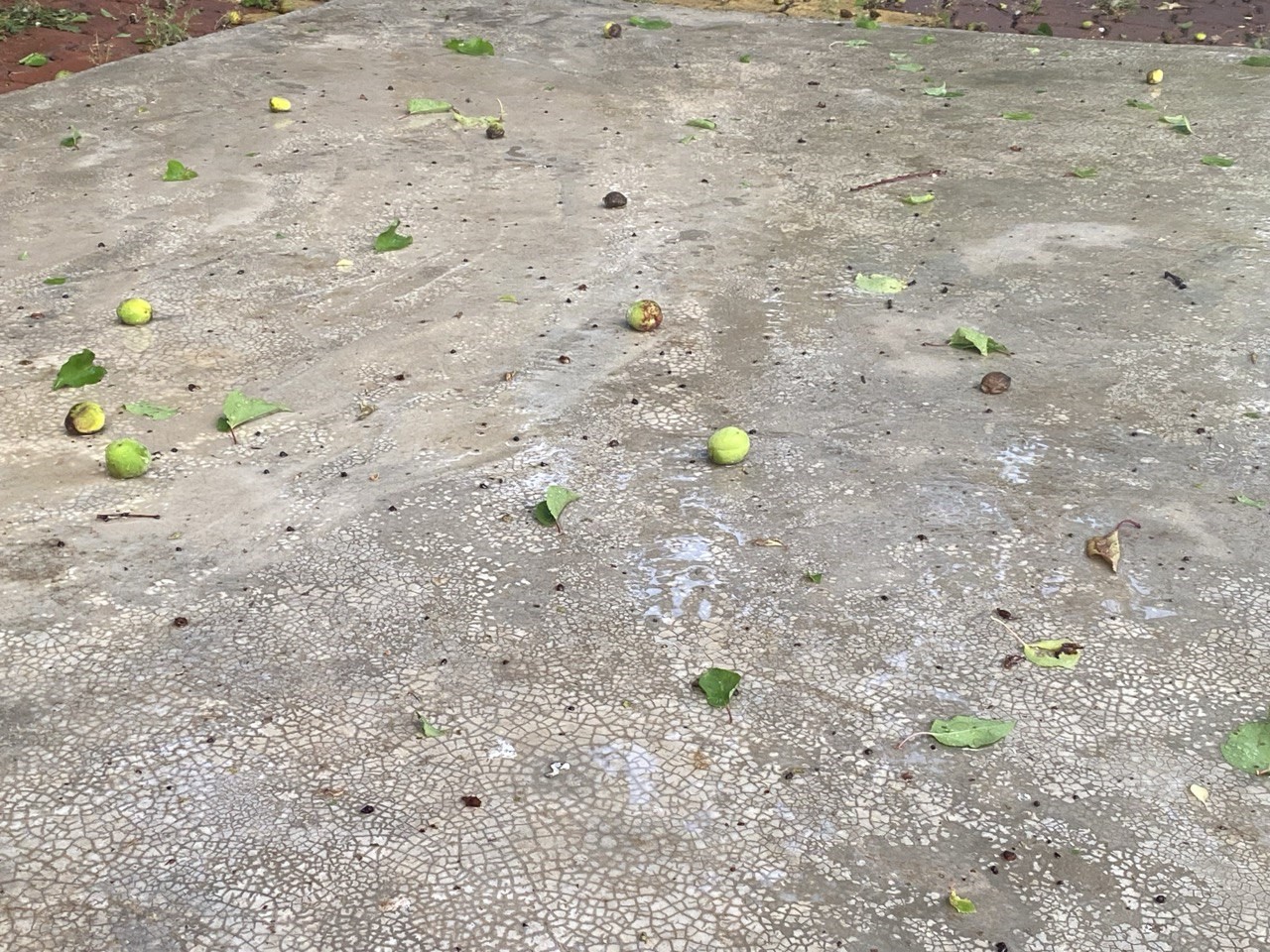 Kahramanmaraş&rsquo;ta fındık b&uuml;y&uuml;kl&uuml;ğ&uuml;nde dolu yağdı
