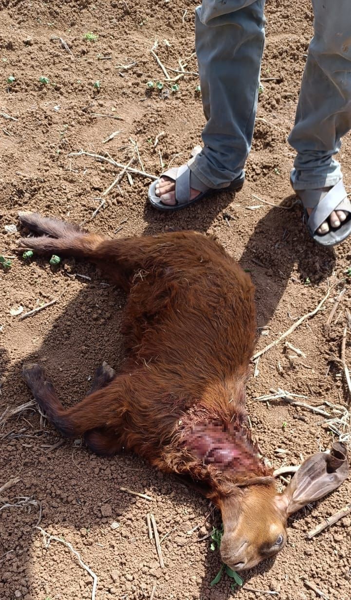 Başıboş köpekler, küçükbaş hayvanlara saldırdı