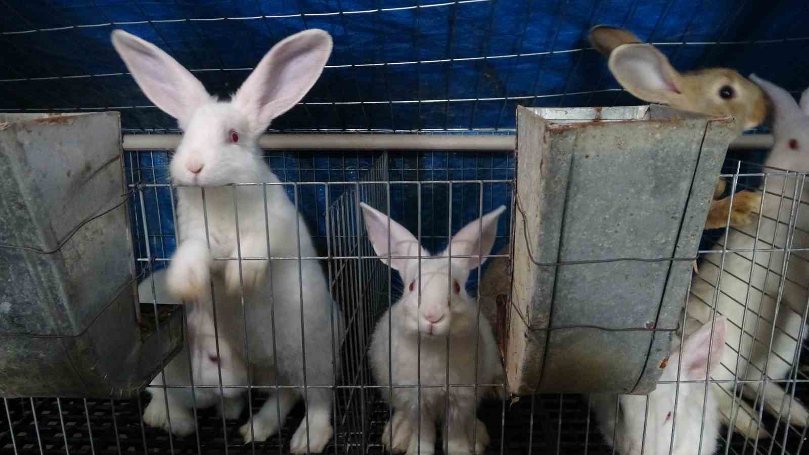 Devlet desteğiyle 10 tavşan aldı, 78 ayrı tavşan üretim merkezi açılmasına sağladı 