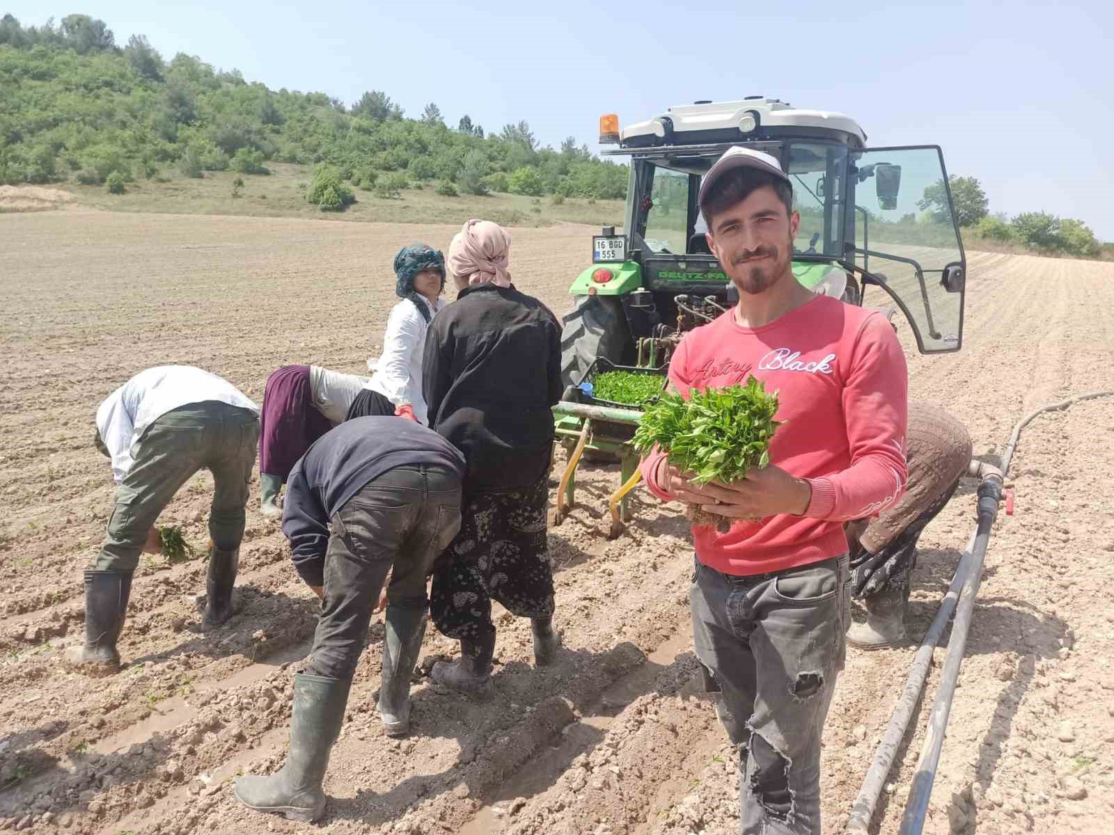 Yeşil altın fideleri toprakla buluştu