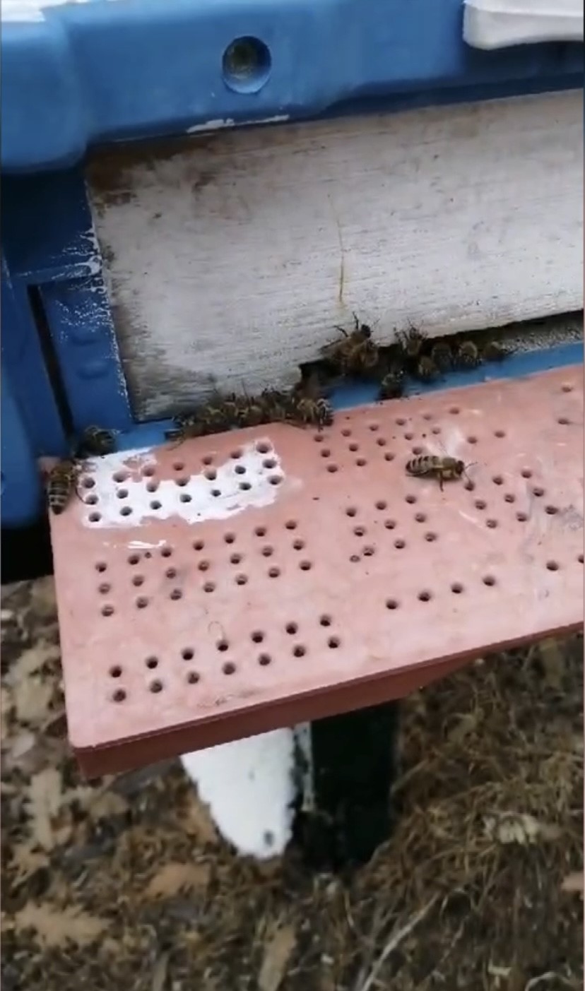 &Ccedil;anakkale&rsquo;de 80 kovandaki &ccedil;ok sayıda arı telef oldu
