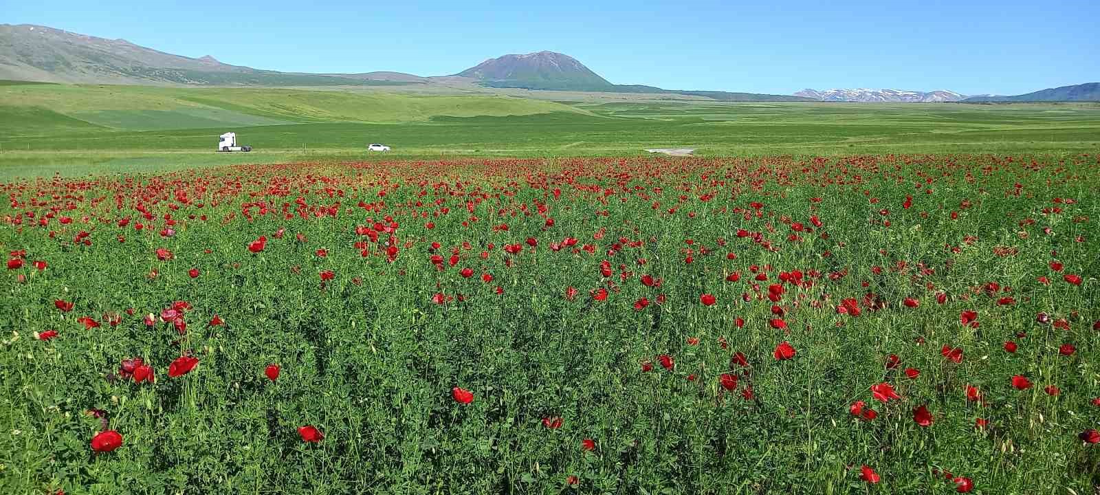 Bitlis&rsquo;te a&ccedil;maya başlayan gelincikler g&ouml;rsel ş&ouml;len sunuyor
