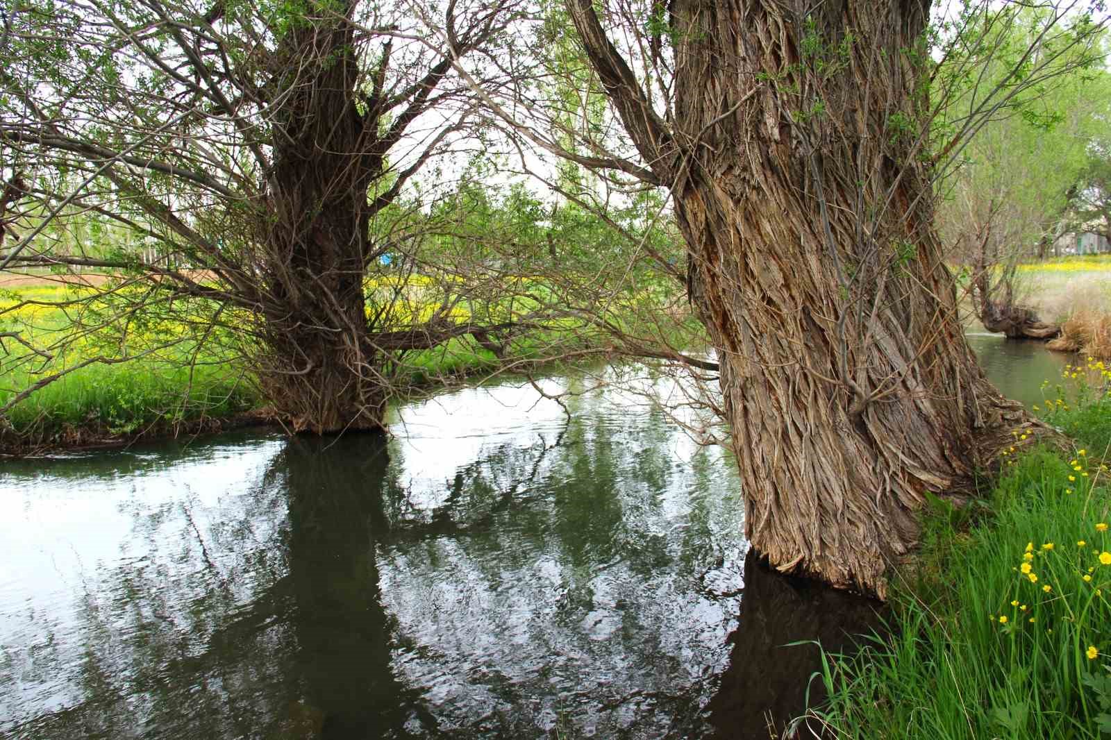 Mağarag&ouml;z&uuml; &Ccedil;ayında asırlık s&ouml;ğ&uuml;t ağa&ccedil;ları yıllara meydan okuyor
