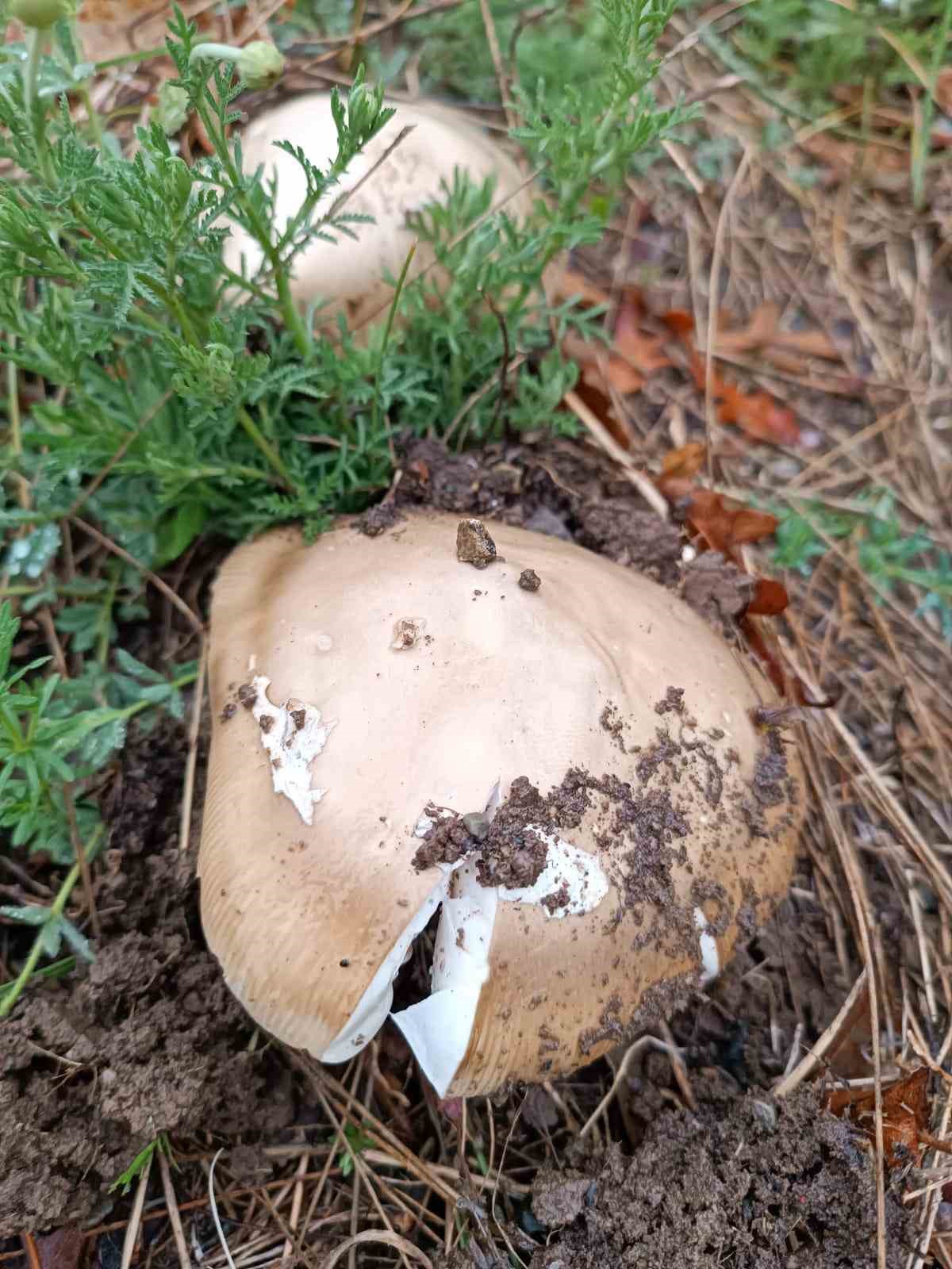 Mantar zehirlenmesi, karaciğer yetmezliğine hatta ölüme neden oluyor
