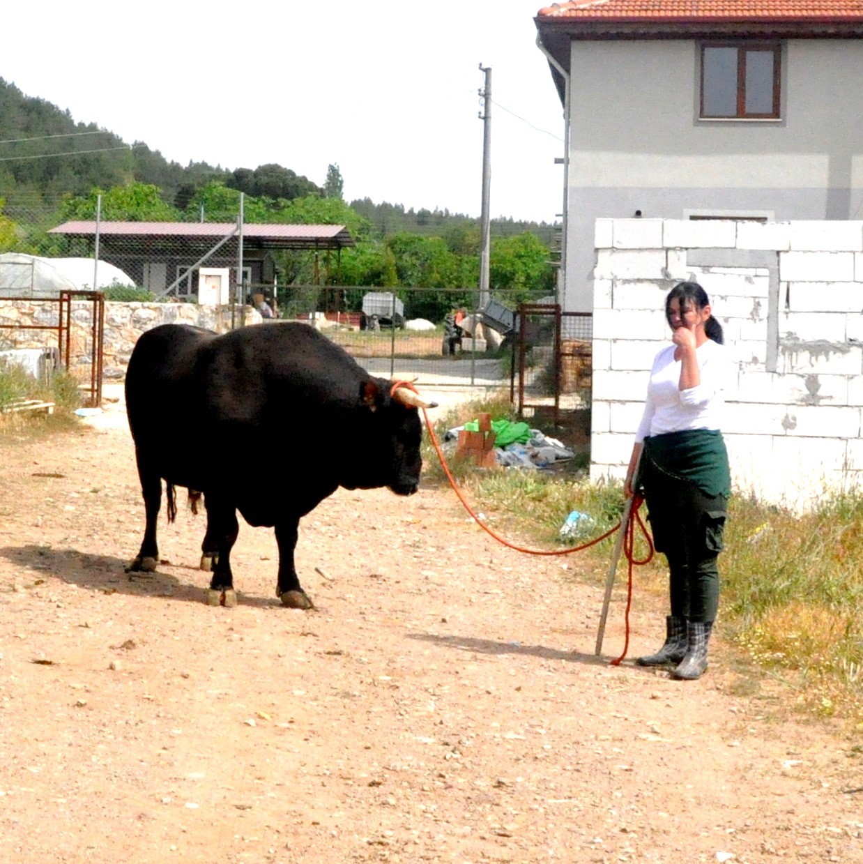 Feriştah hanımın boğa sevgisi görenleri şaşırtıyor 