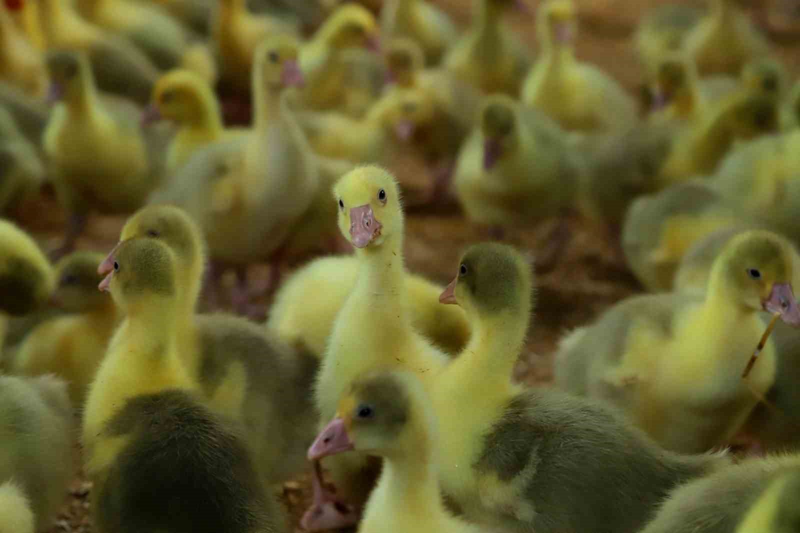 Ordu’da Büyükşehrin ‘alım garantisi’ üretmeye teşvik etti