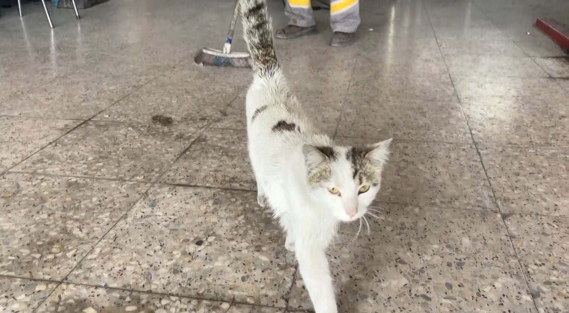 Oto tamircisinin maskotu "Paşa" fır&ccedil;ayı g&ouml;r&uuml;nce dayanamıyor!
