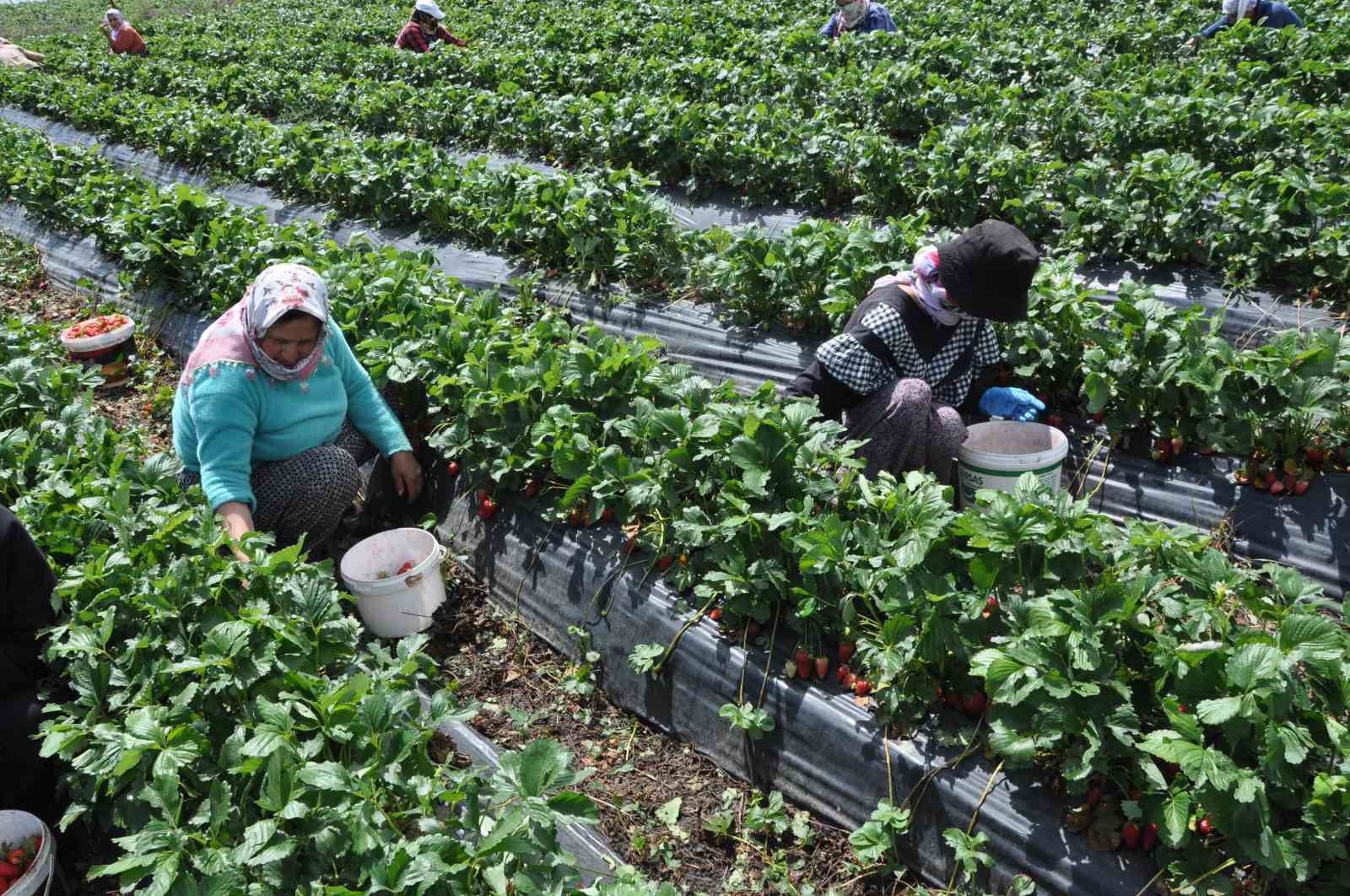 Devlet desteğiyle kurulan &ccedil;ilek bah&ccedil;eleri y&uuml;zlerce kadına iş olanağı sağlıyor
