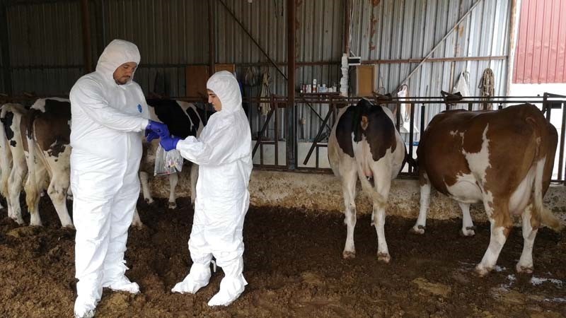 &Ccedil;al ve Bekilli&rsquo;de 20 mahalle şap karantinasına alındı
