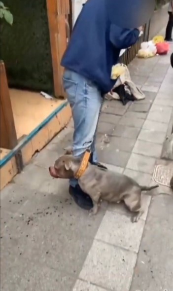 Kadıköy’de pitbull cinsi köpek çevredekilere saldırdı
