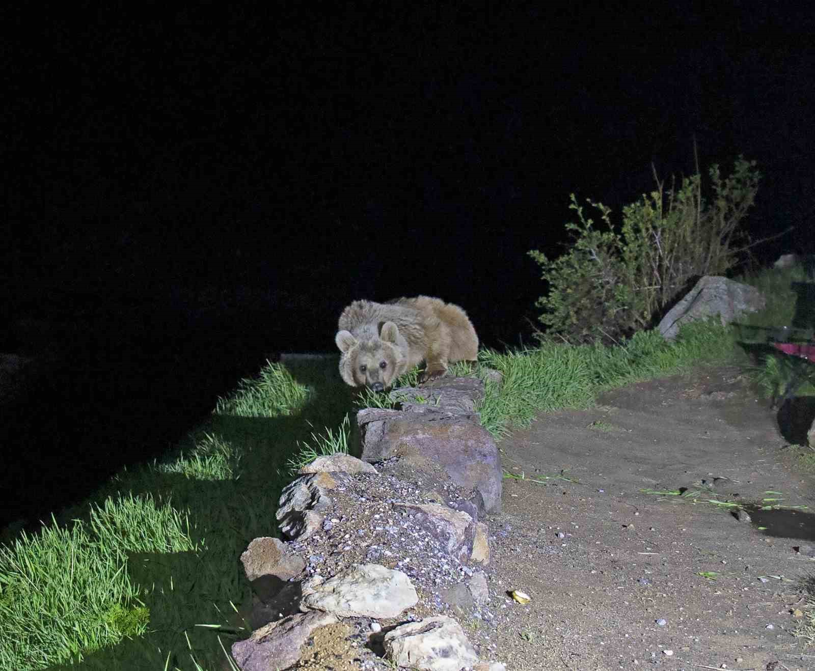 Nemrut&rsquo;un ayıları kış uykusundan uyandı
