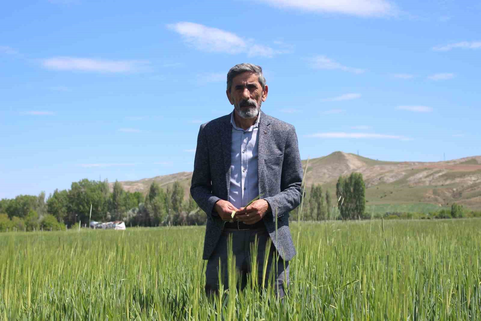 Sivas’ta buğday rekoltesinde rekor artış bekleniyor
