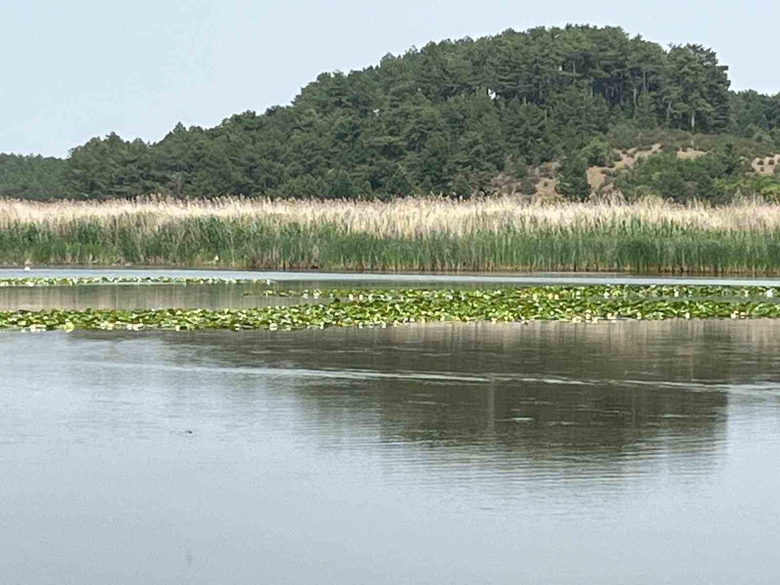 S&uuml;leymanlı Yayla G&ouml;l&uuml;nde nil&uuml;fer ş&ouml;leni başladı

