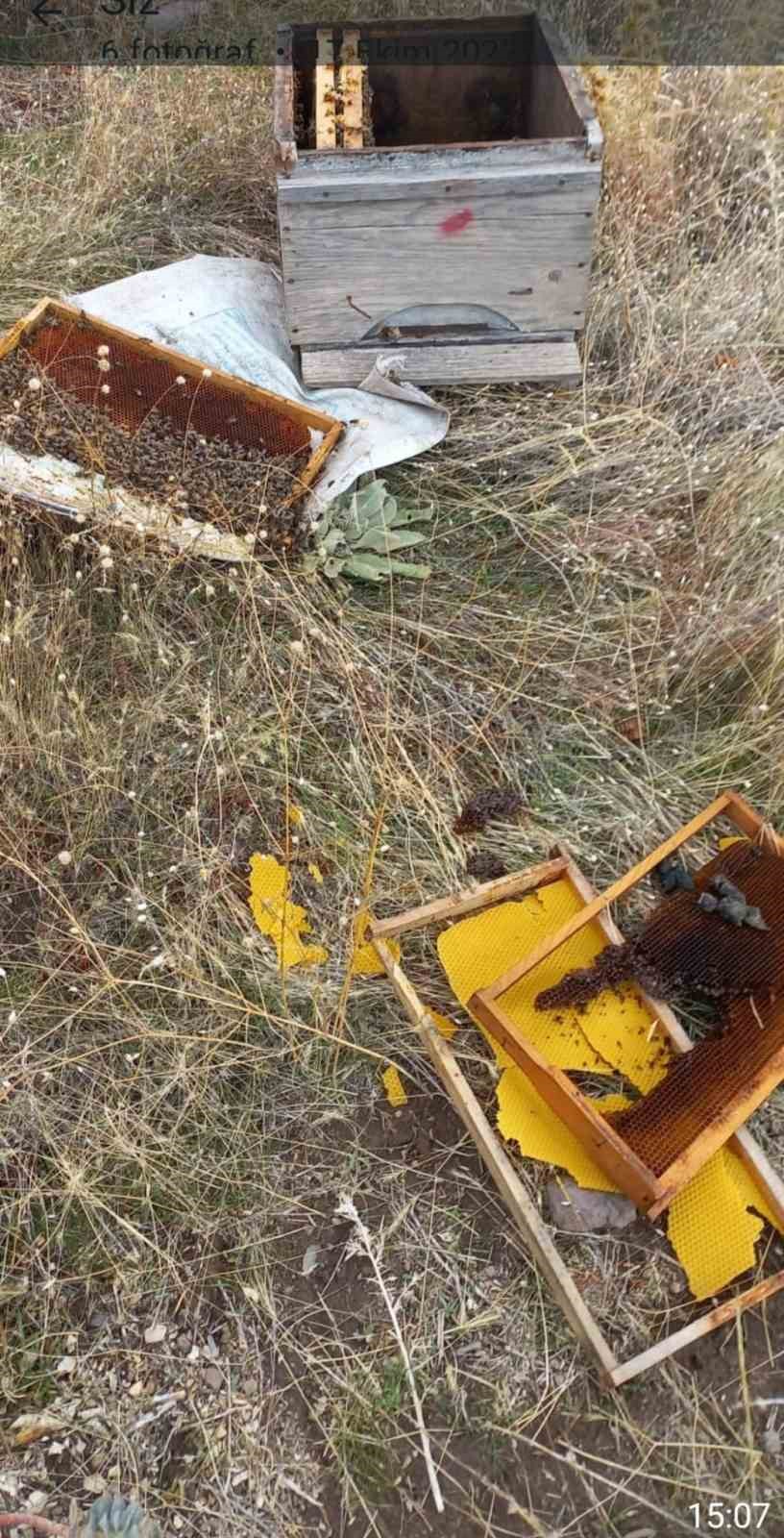 Malatya&rsquo;da  a&ccedil; kalan ayılar arı kovanlarına saldırdı
