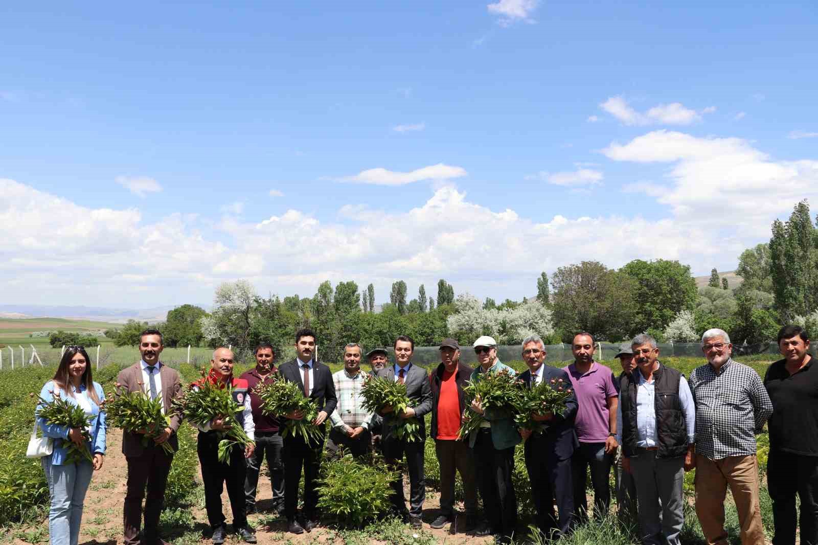 Sivas’ta Şakayık çiçeği hasadı başladı