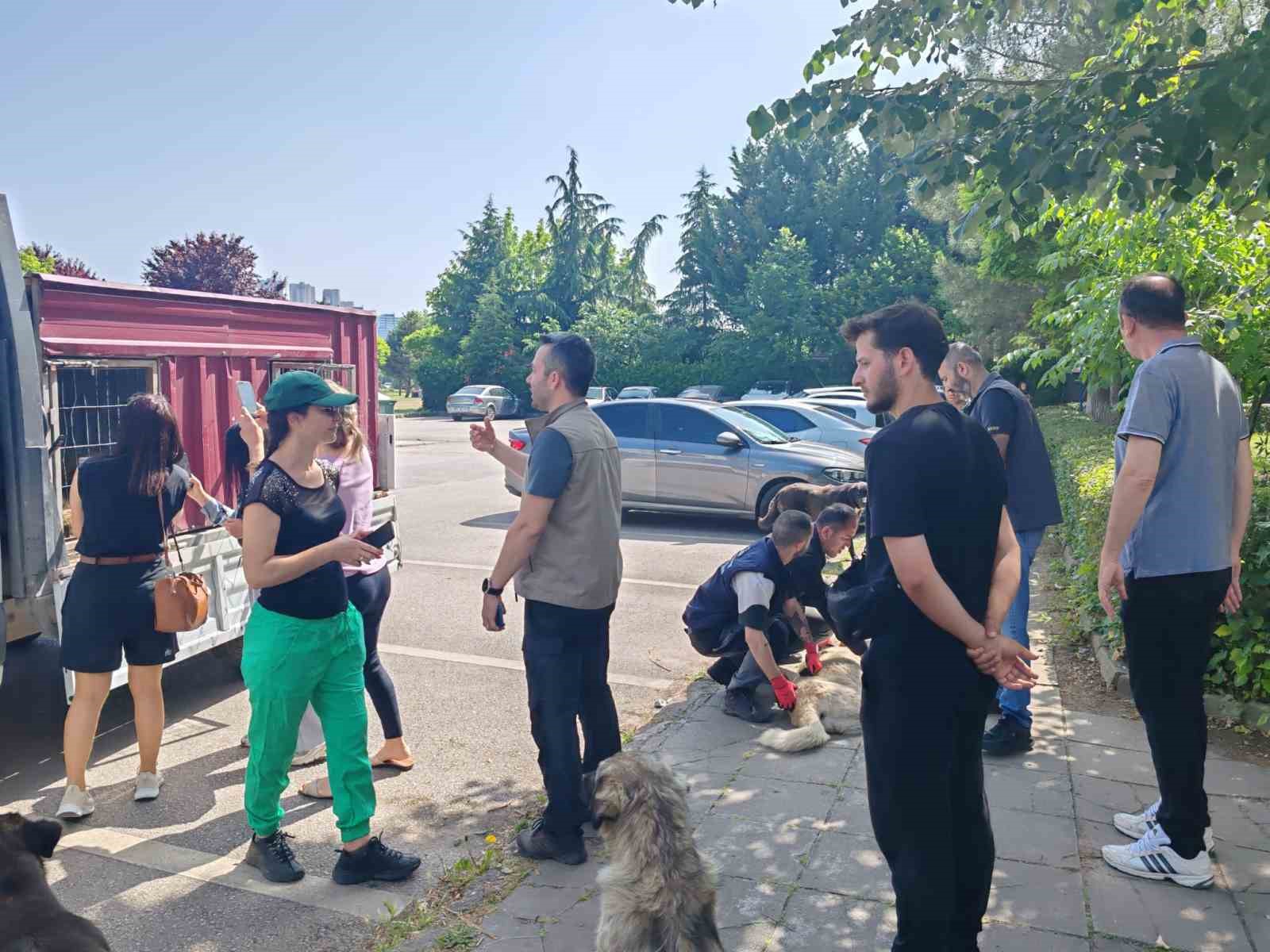 Yahya Kaptan’daki saldırgan köpeklere müdahale
