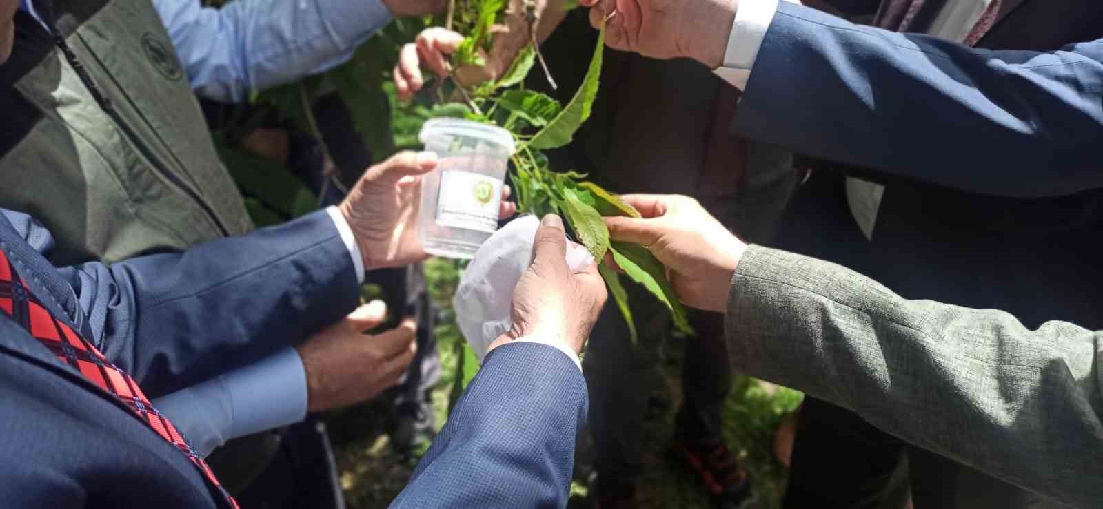 Devrek’te doğaya Torymus sinensis salındı