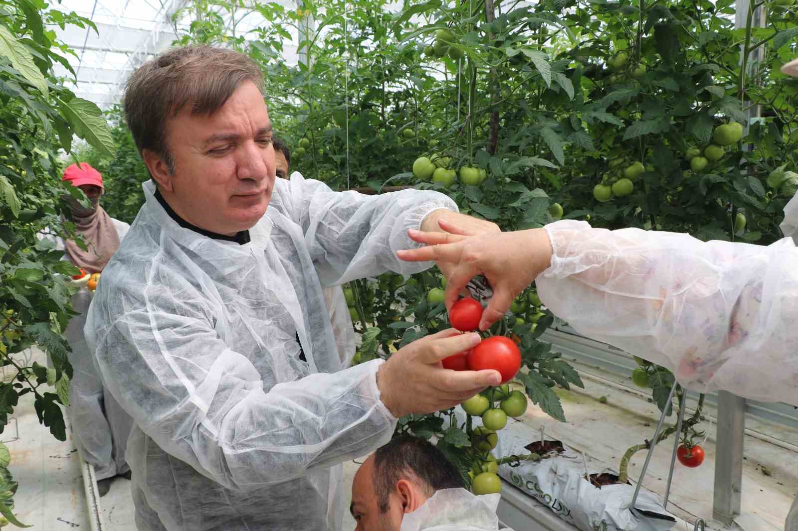 Erzincan’da jeotermal serada üretilen domatesin ilk hasadına başlandı
