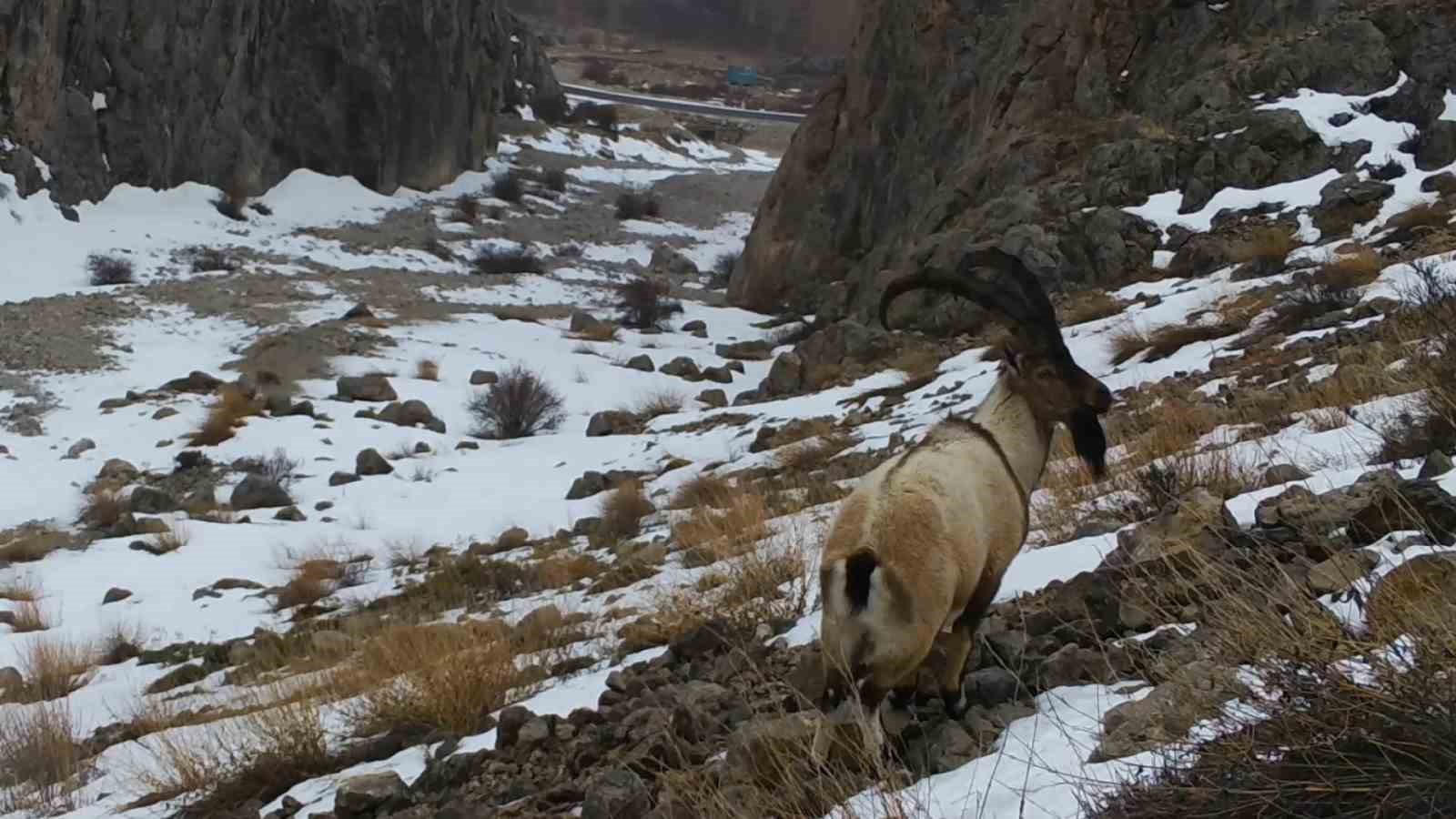 Yaban hayvanları fotokapana yansıdı
