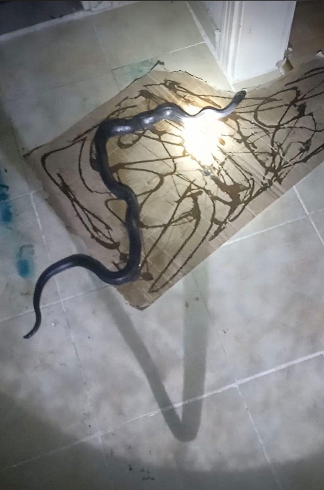 Gafil avlanan yılan, fare kapanına takıldı

