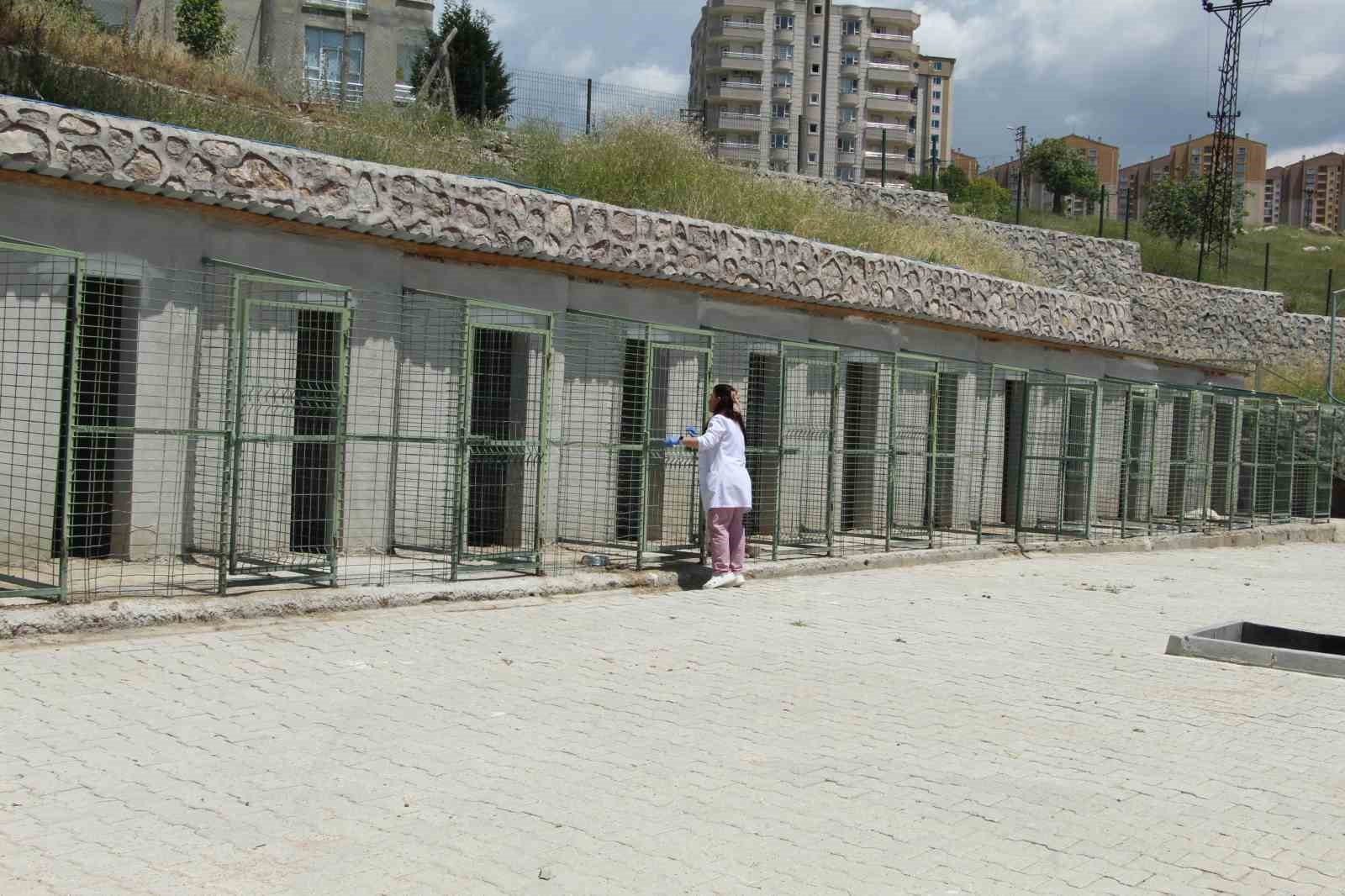 Şırnak’ta yaralı ve hasta hayvanlara belediyenin merkezinde sahip çıkılıyor
