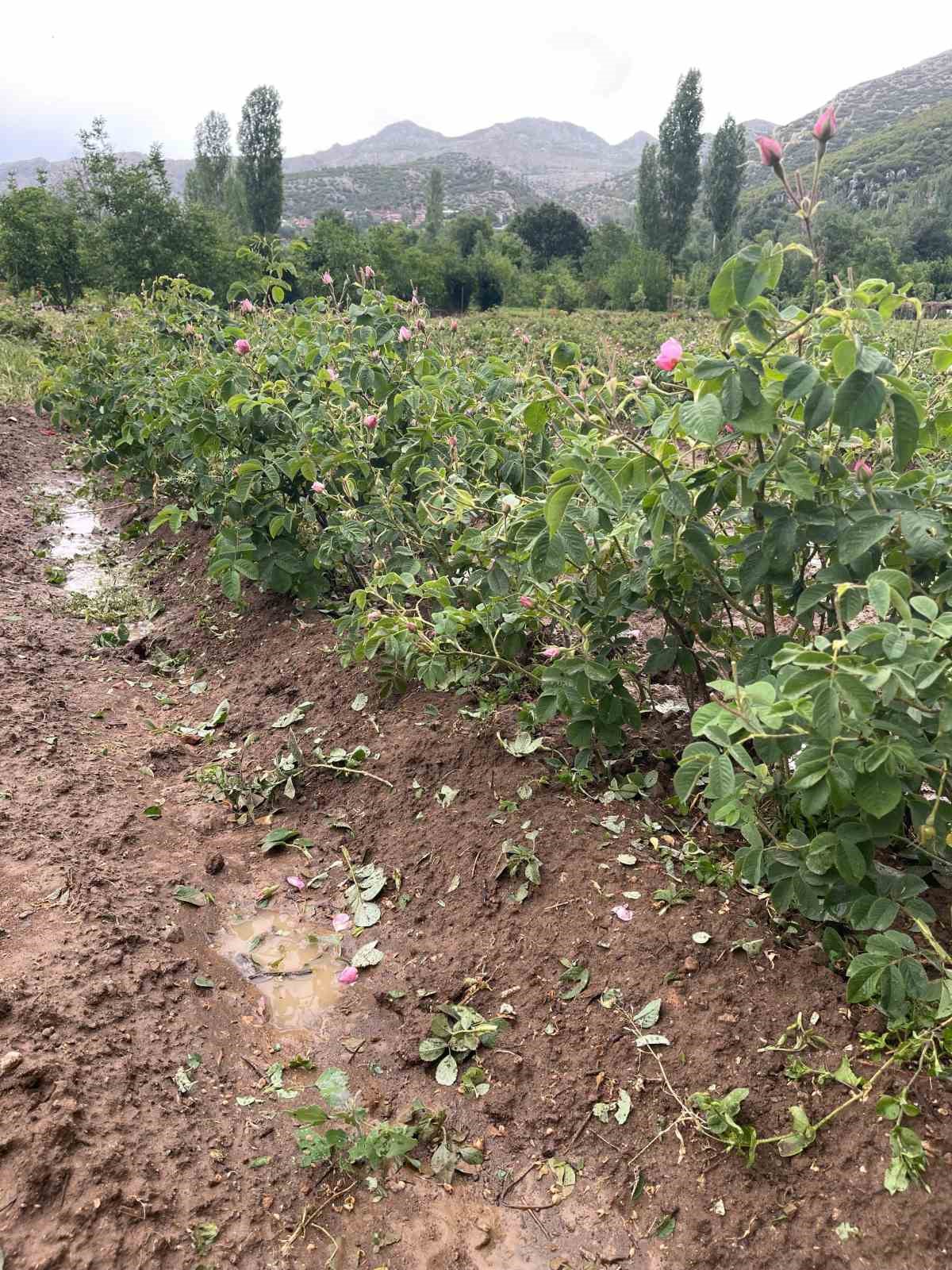 Dolu yağışı gül bahçelerini vurdu, tomurcuklar yerlere saçıldı
