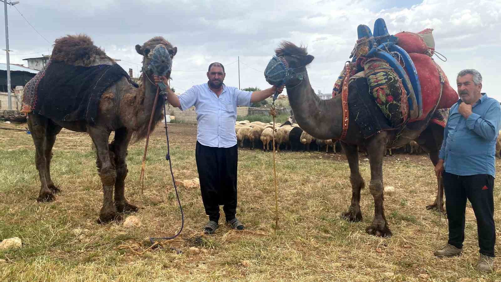 Kurbanlık develer 300 bin TL’den kapış kapış satıldı
