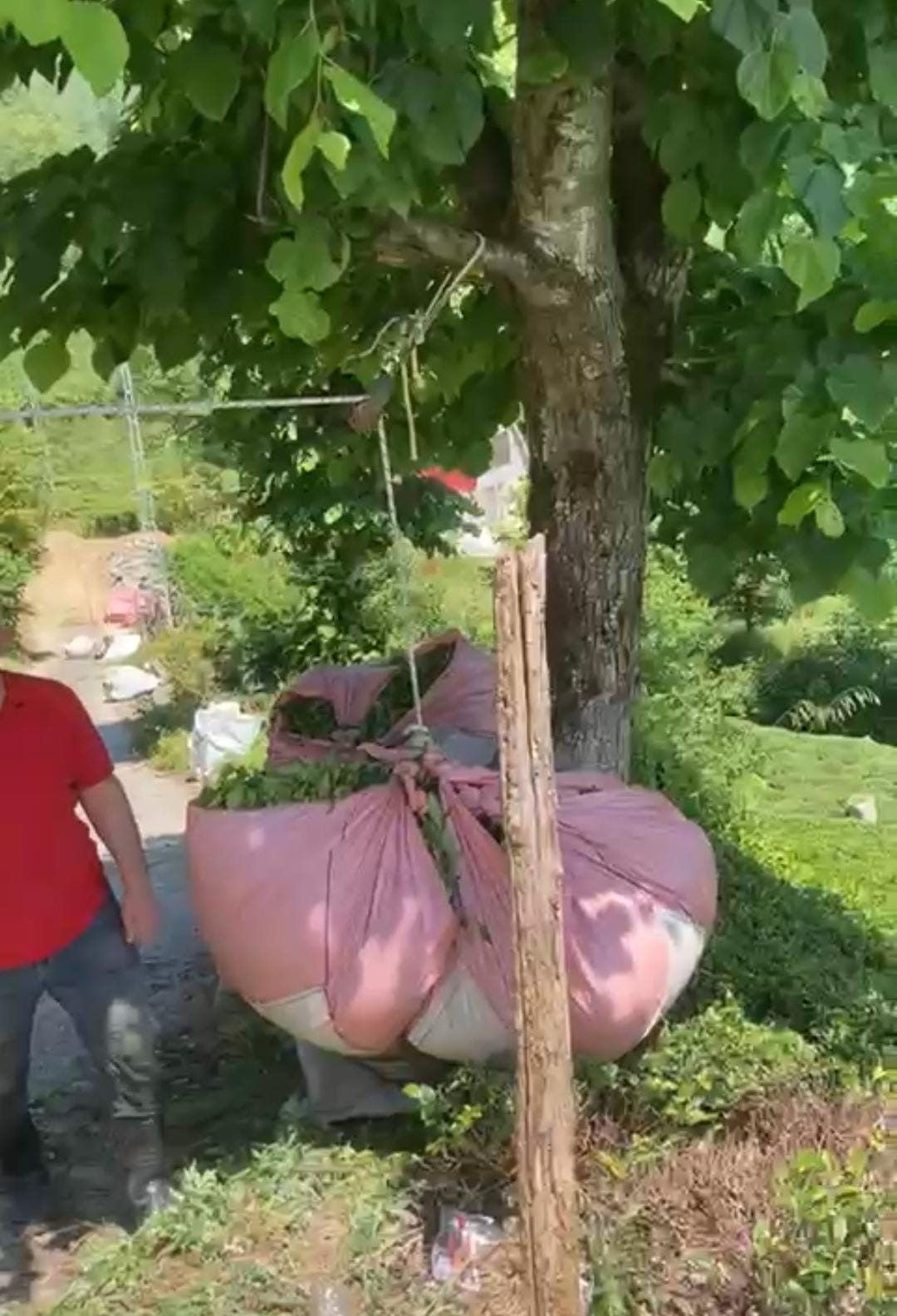 Rizeli&rsquo;nin &ccedil;ay taşıma y&ouml;ntemi ilgi &ccedil;ekti
