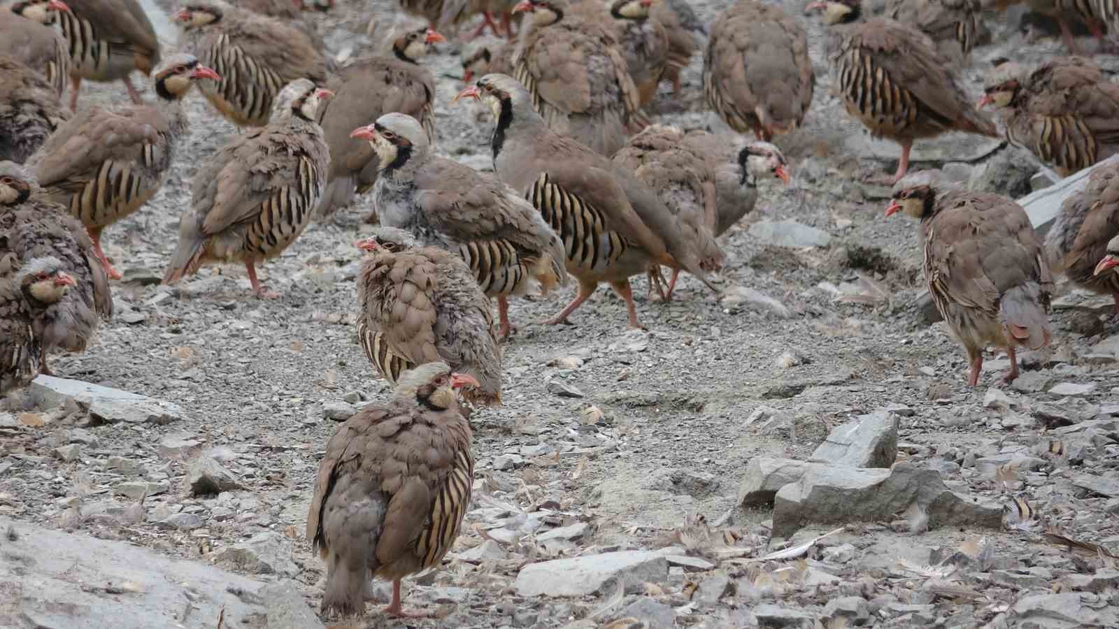 Yozgat’ta 17 yılda 208 bin keklik üretilerek doğaya salındı
