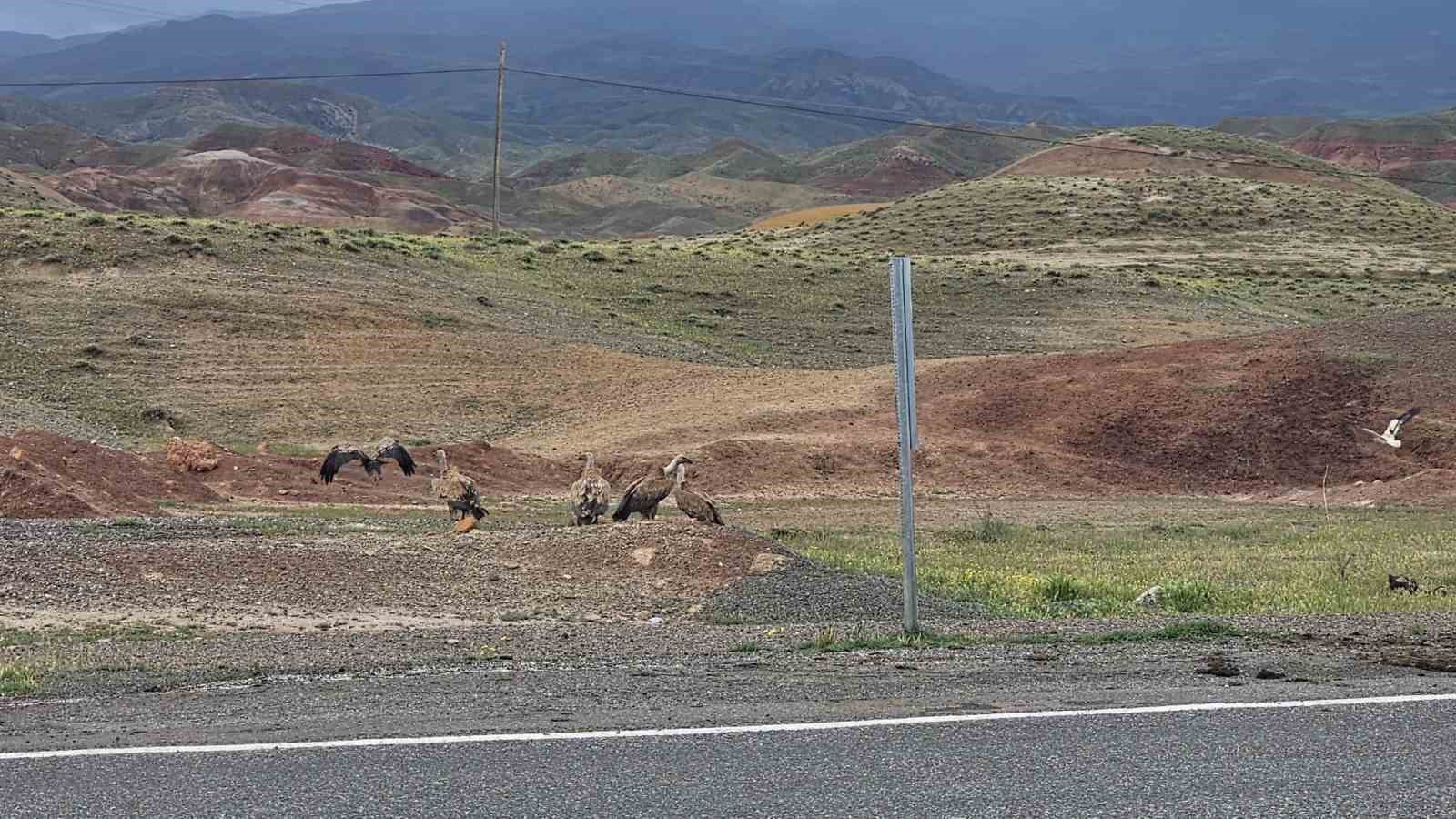 Kars-Iğdır yolunda akbaba sürüsü görüntülendi
