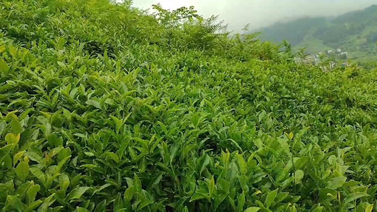 &Ccedil;AYKUR&rsquo;a organik tarım tepkisi 