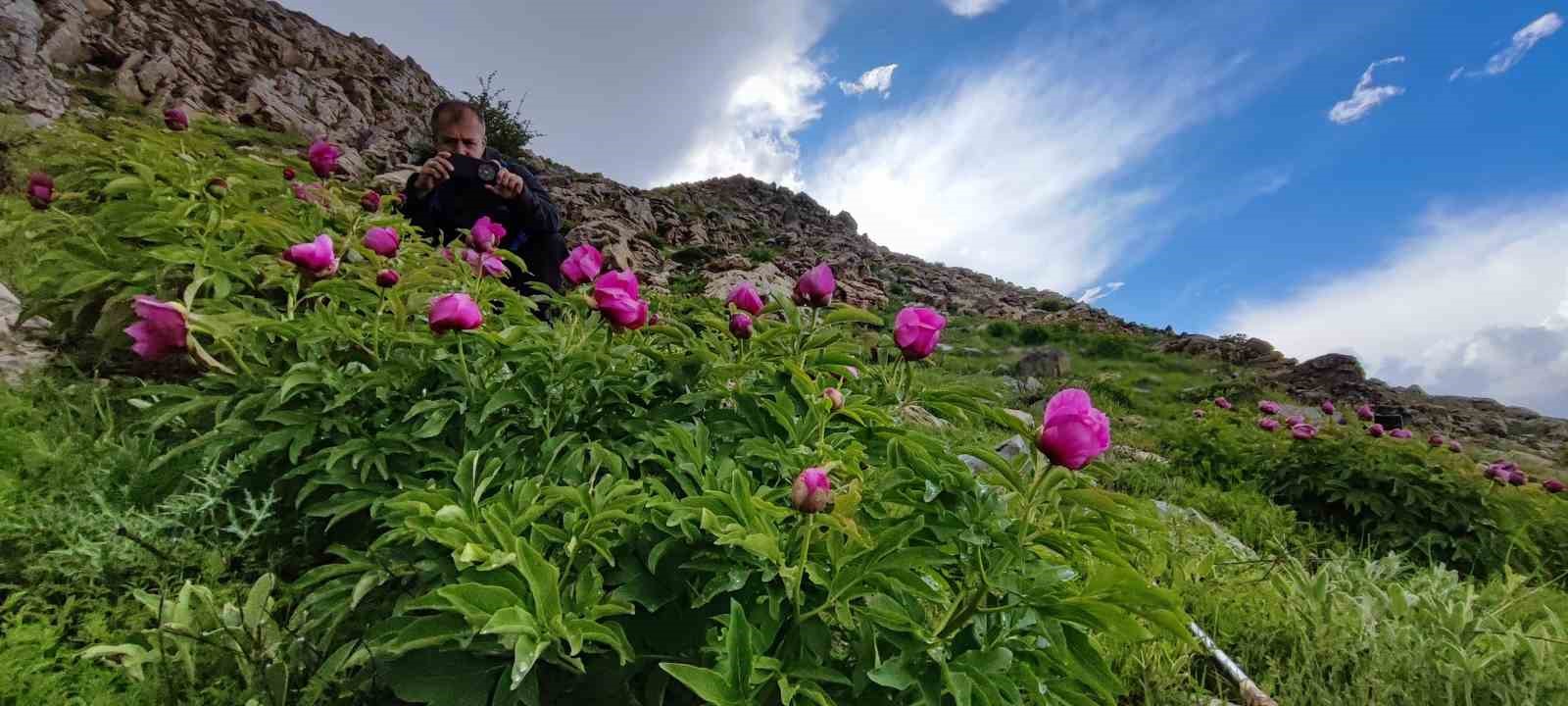 Sadece 20 g&uuml;nl&uuml;k &ouml;mr&uuml; olan şakayıklar &ccedil;i&ccedil;ek a&ccedil;tı
