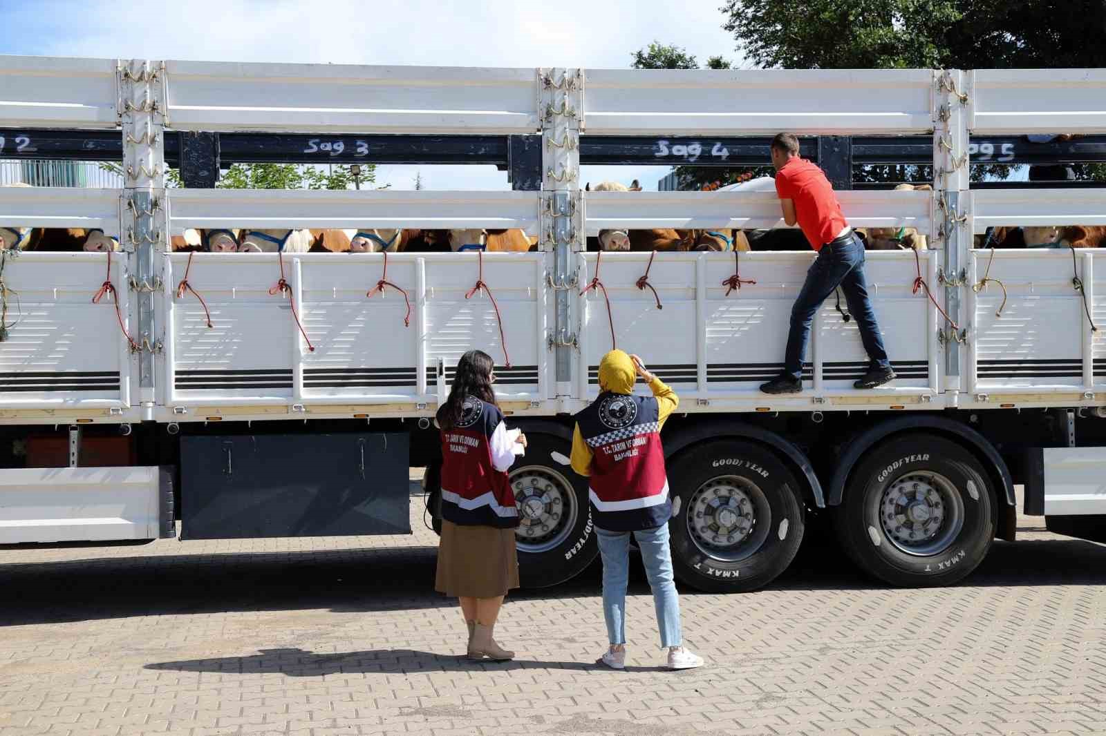 Bingöl’de kurbanlık sevkleri başladı
