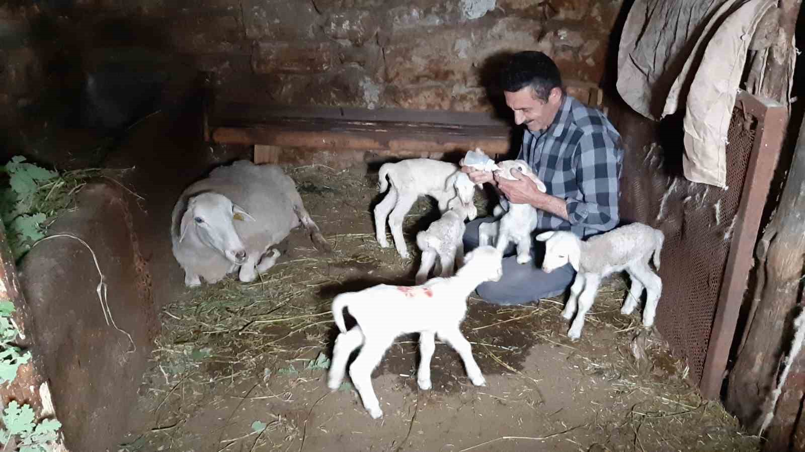 Bolu’da bir koyun seferde beşiz doğurdu
