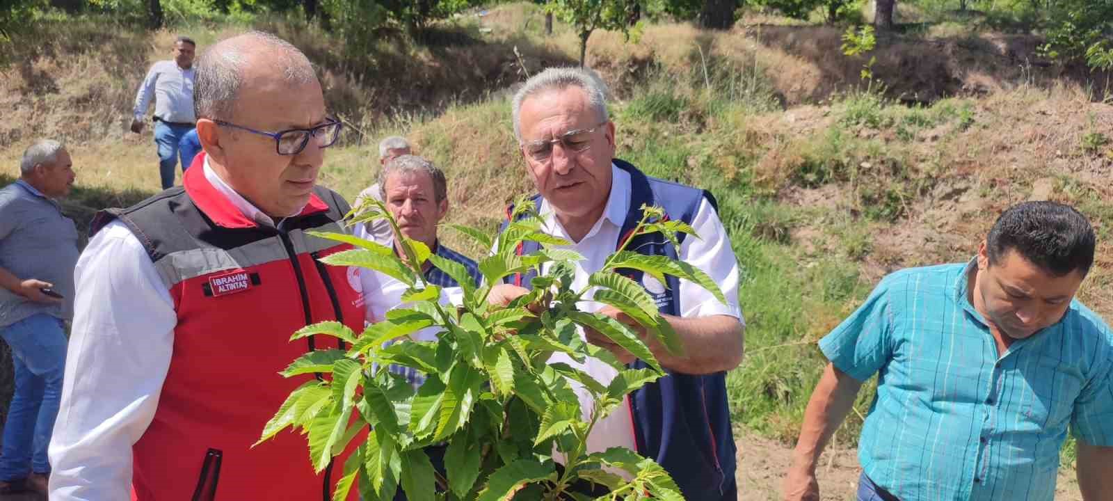 Aydın&rsquo;dan 2023 yılında 2 bin 240 ton kestane yurtdışına ihra&ccedil; edildi
