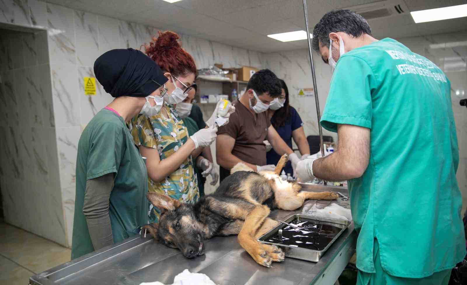 Veteriner sağlık teknikerliği öğrencileri hayvan bakımevinde staj görüyor
