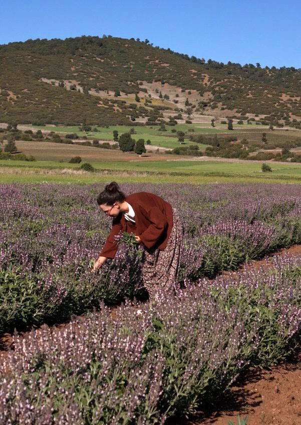 Burdur’da adaçayları çiçek açtı, tarlalar mora büründü 