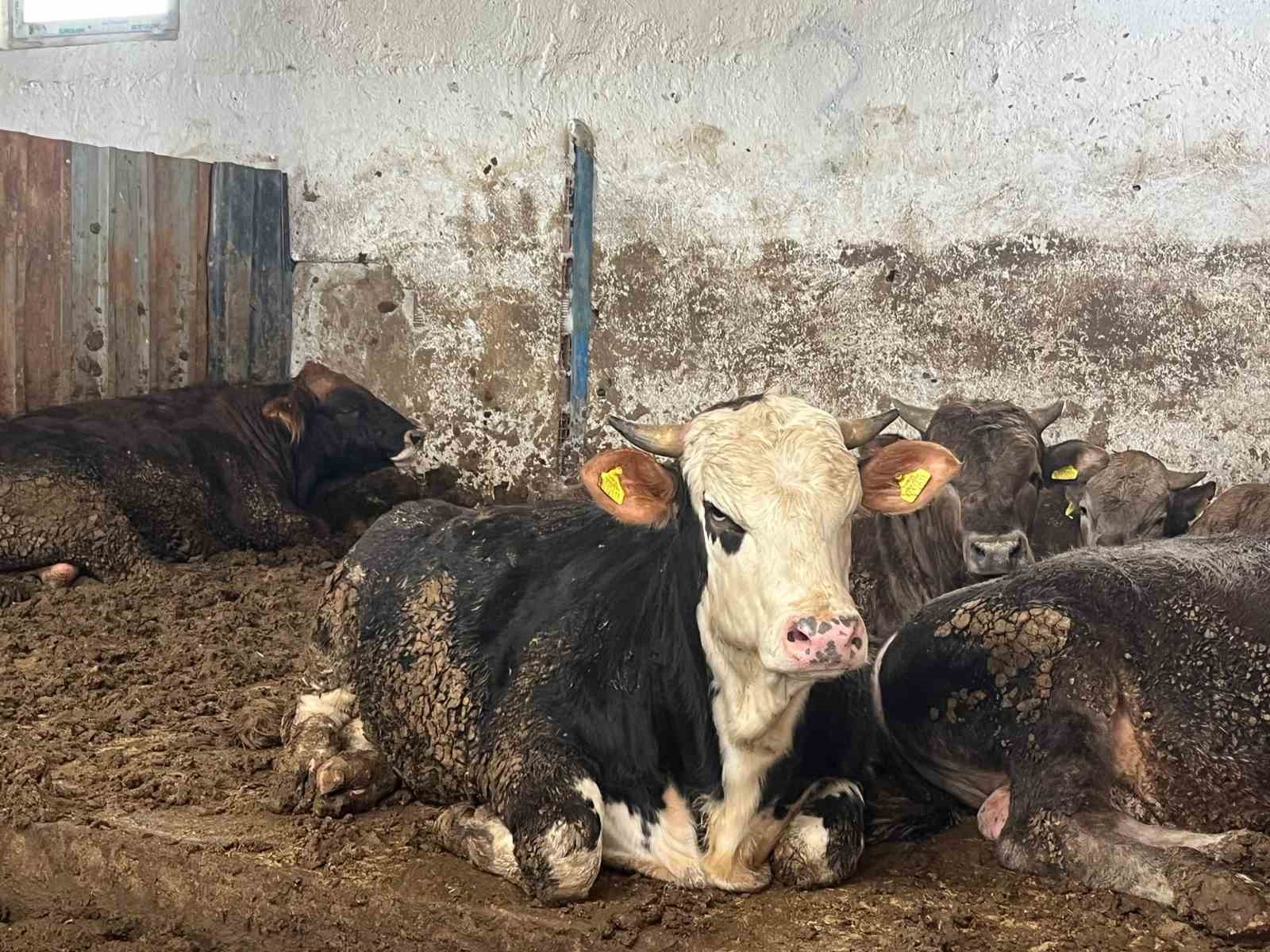 Büyükbaş kurbanlıkta geçen yılın tavan fiyatı bu yıl taban fiyat oldu