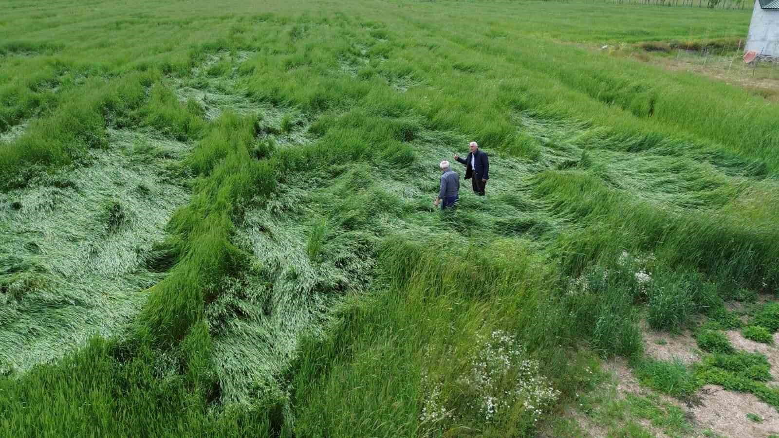 Toz bulutu ve fırtına ekinlere zarar verdi
