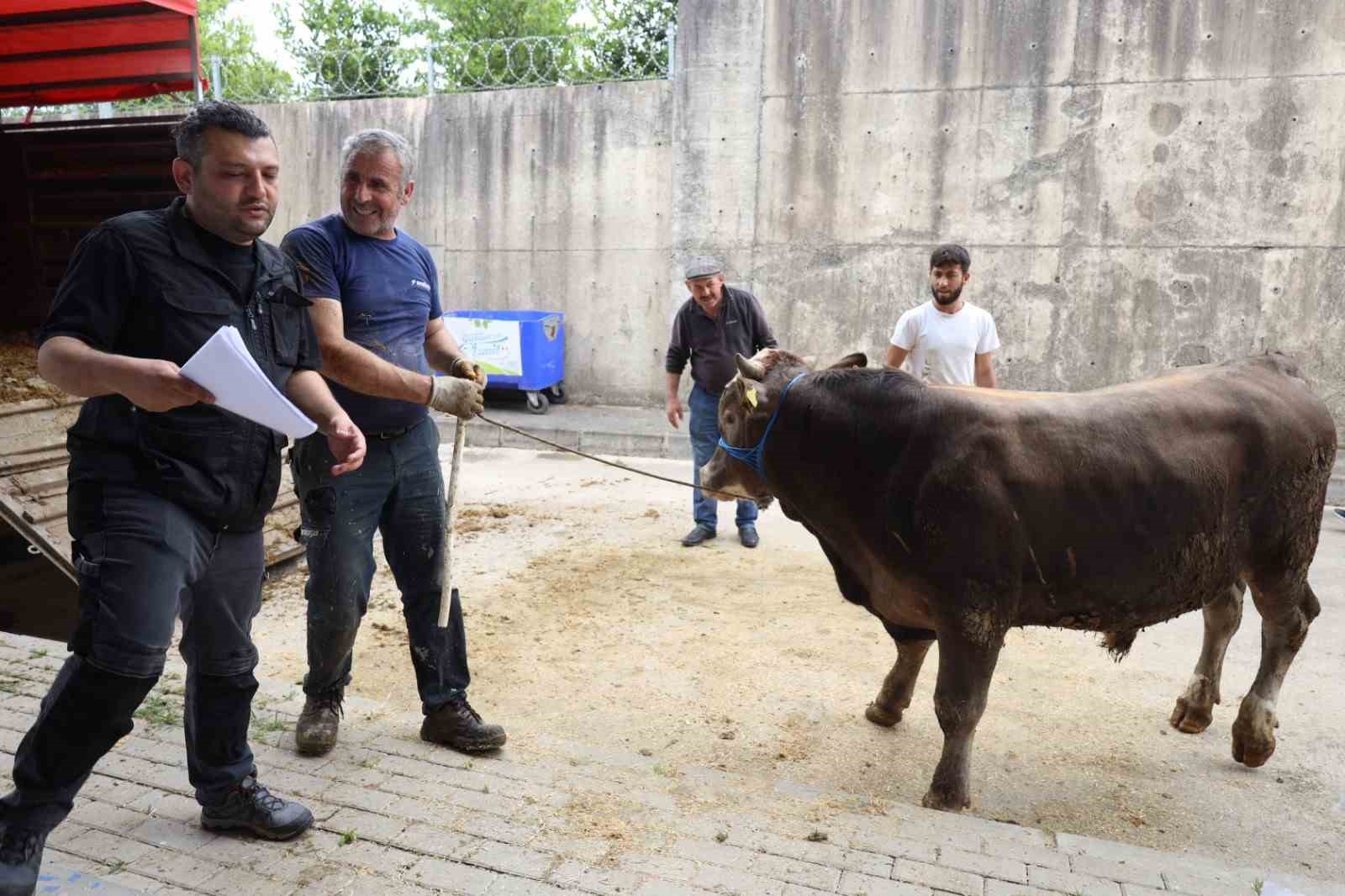 Modern hayvan pazarına kurbanlıklar gelmeye başladı
