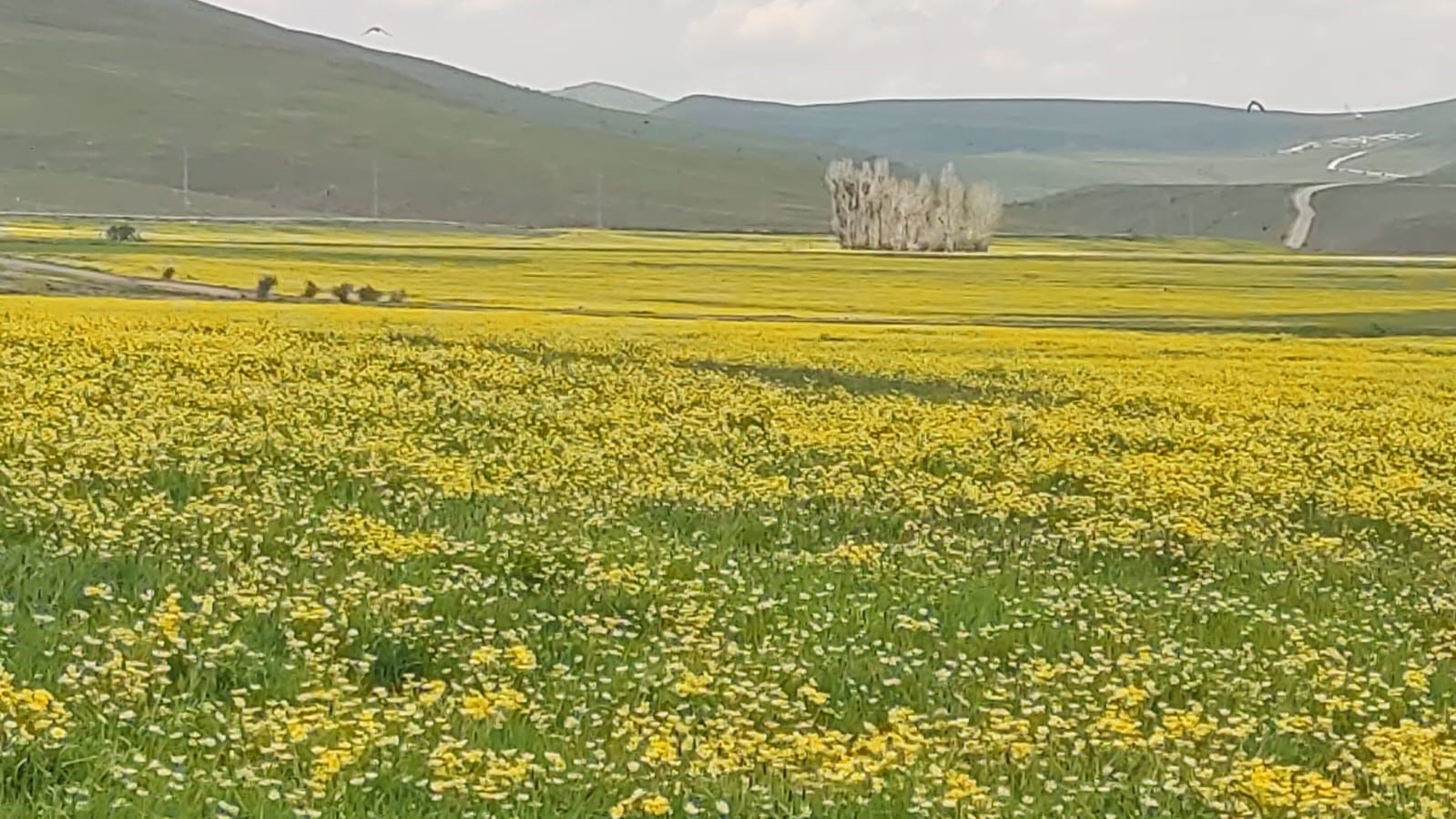 2 bin 300 rakımda mayıs çiçekleri görsel şölen oluşturdu
