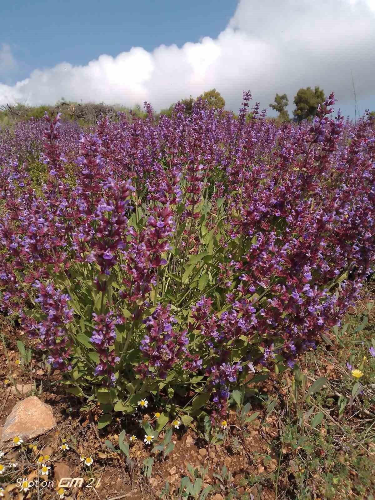 Denizli biyo&ccedil;eşitlilik a&ccedil;ısından T&uuml;rkiye&rsquo;de &ouml;nemli bir yere sahip
