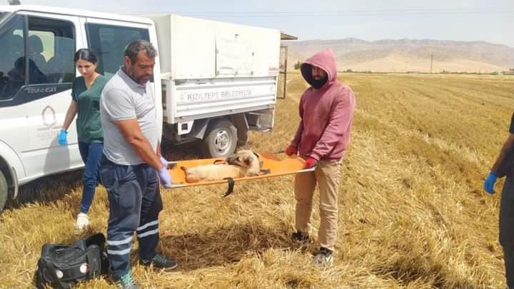 Buğday tarlasında ayakları kesilen köpek tedavi altına alındı
